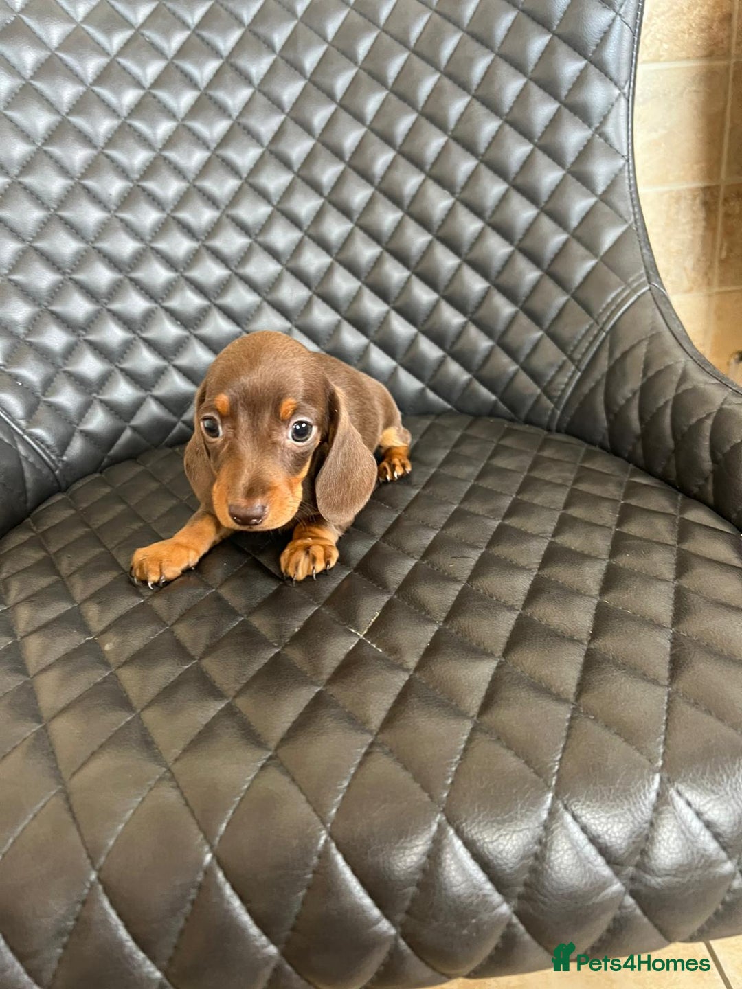 Dachshund dogs for sale: Dachshund puppies  - Image 3