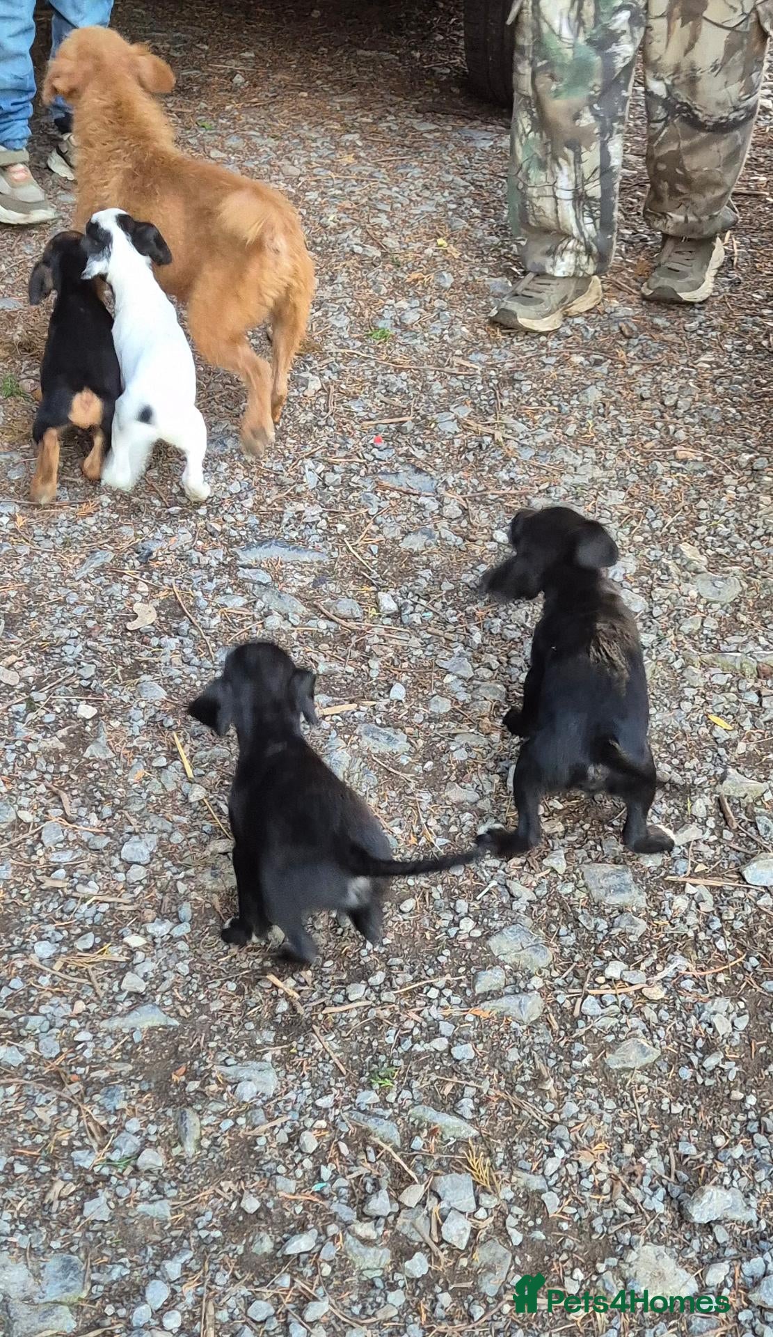 Mixed Breed dogs 4 stunning lakeland cross jrt  - Advert 3