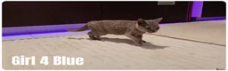 Scottish Fold cats for sale: 🐾 Beautiful Scottish Fold & British Shorthair - Advert 17