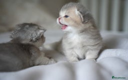Scottish Fold cats for sale: Scottish fold - Image 9