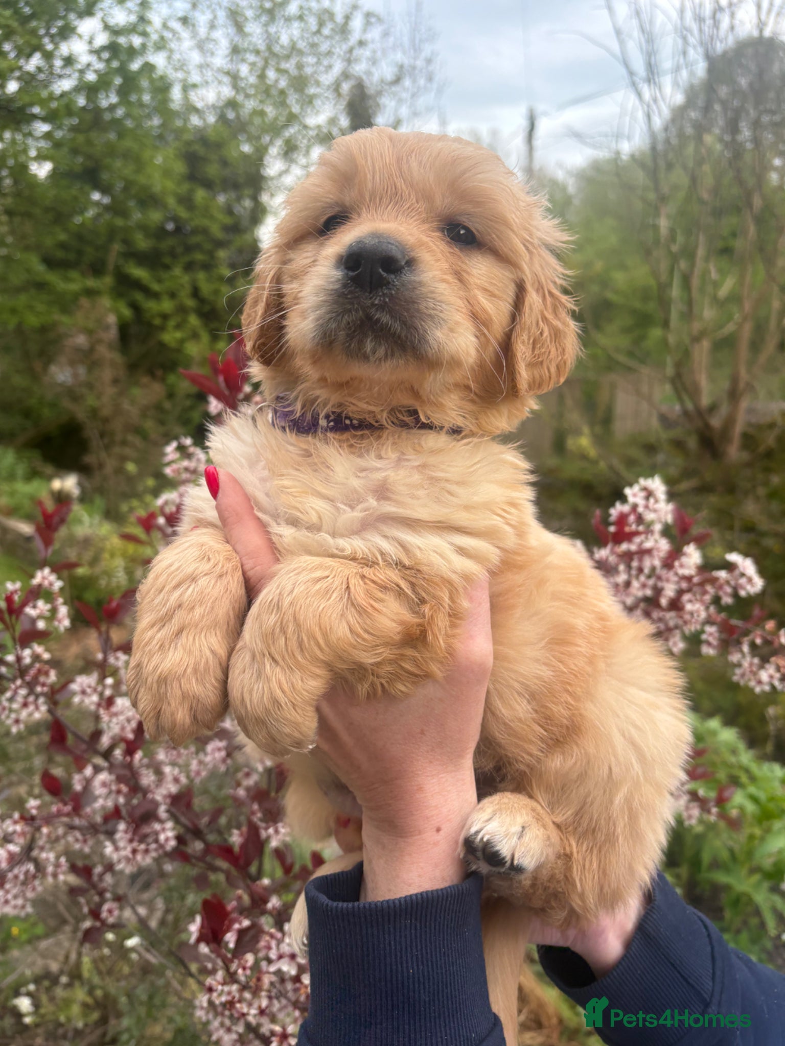 Golden Retriever dogs Beautiful KC registered golden retriever puppies❤️ - Advert 1