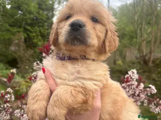 Golden Retriever dogs Beautiful KC registered golden retriever puppies❤️ - Advert 12
