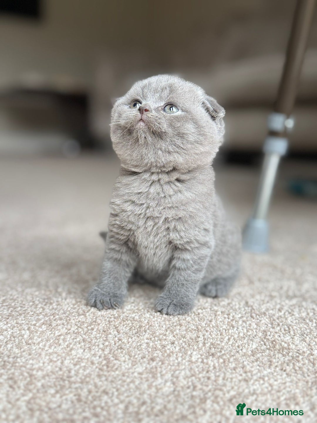 Scottish Fold cats for sale: 3 beautiful female scottish fold & straights 😍🎀 - Advert 6