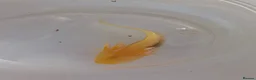 Axolotl reptiles for sale: Beautiful clutch of baby hypo Axolotls  - Advert 14