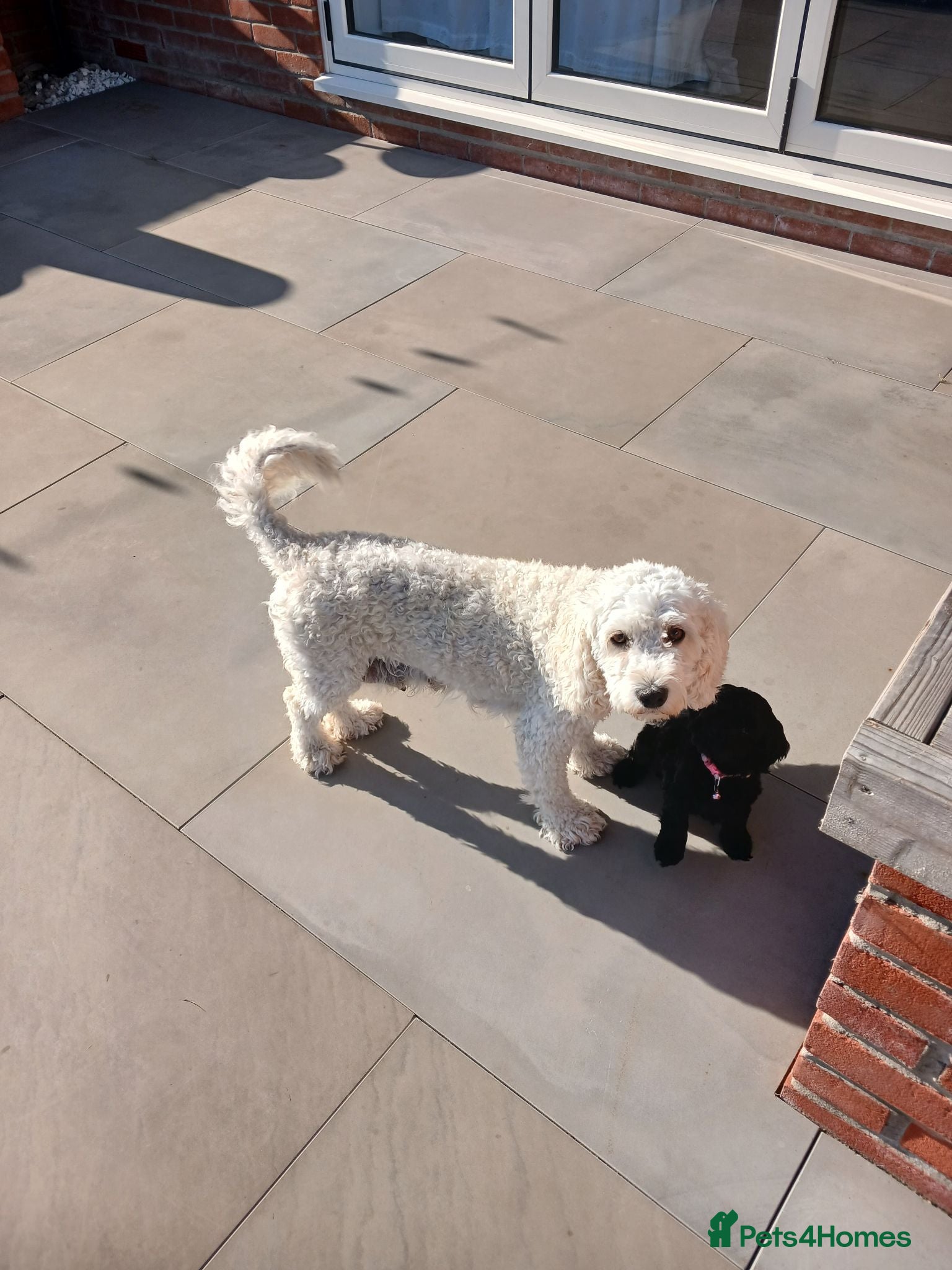 Cockapoo dogs 5 beautiful Toy Cockapoos available - Advert 1