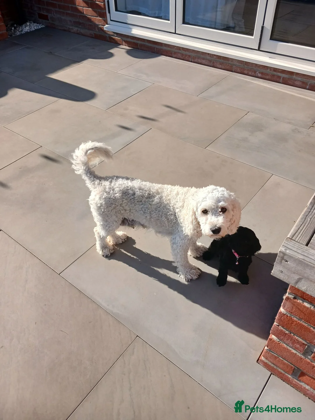 Cockapoo dogs for sale: 5 beautiful Toy Cockapoos available - Advert 1