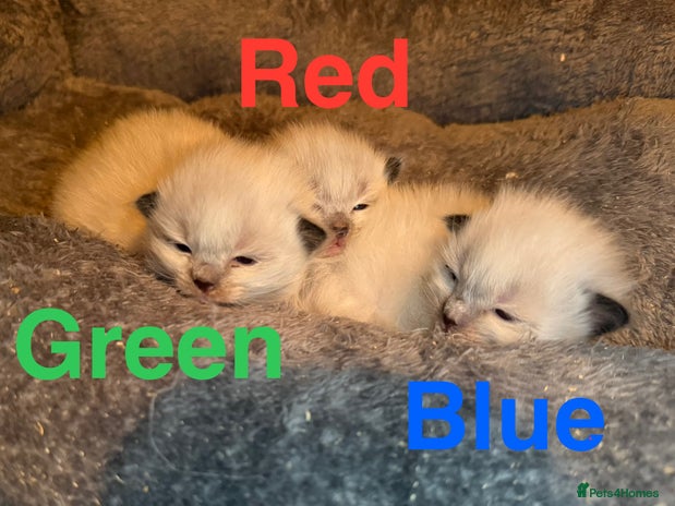 Ragdoll cats - Advert 4