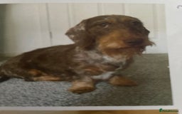 Dachshund dogs for sale: Black and Tan dachshund puppy  - Image 3
