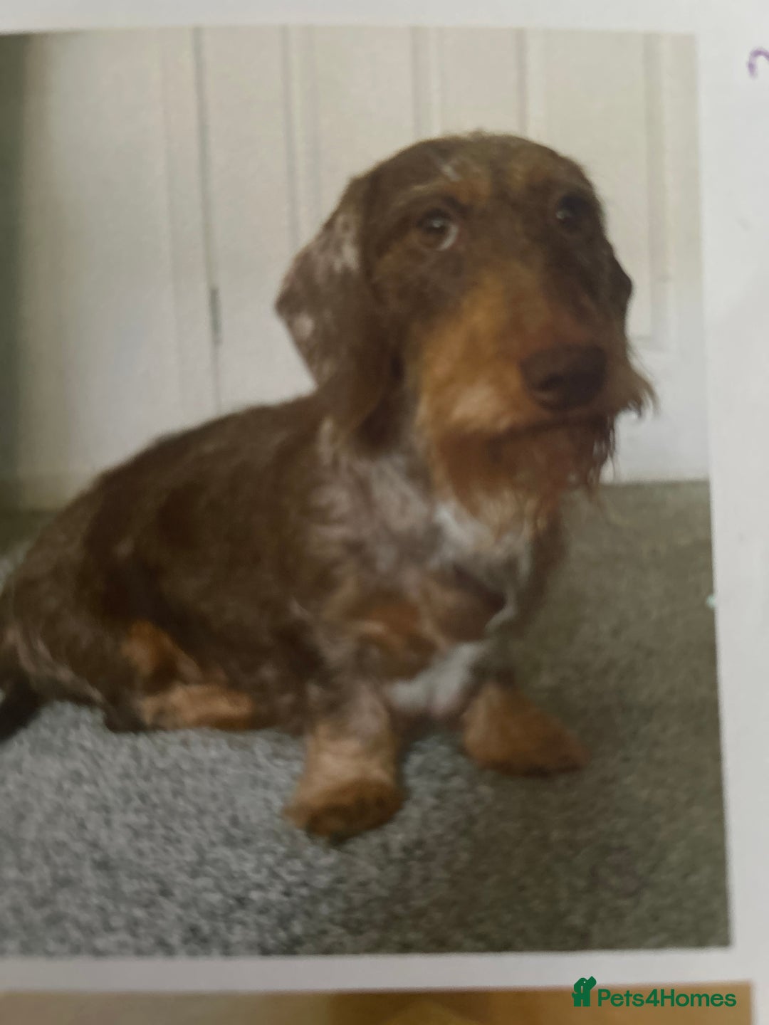 Dachshund dogs for sale: Black and Tan dachshund puppy  - Image 3