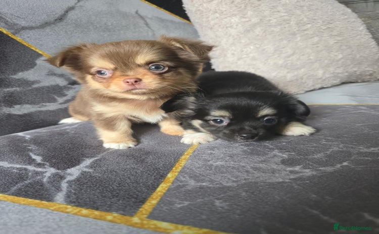 Chihuahua dogs - Advert 16
