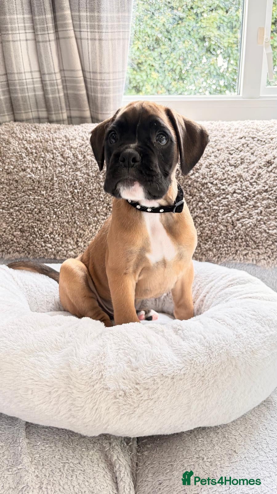 Boxer dogs Boxer lovers only  - Advert 2