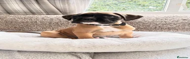 Boxer 1
