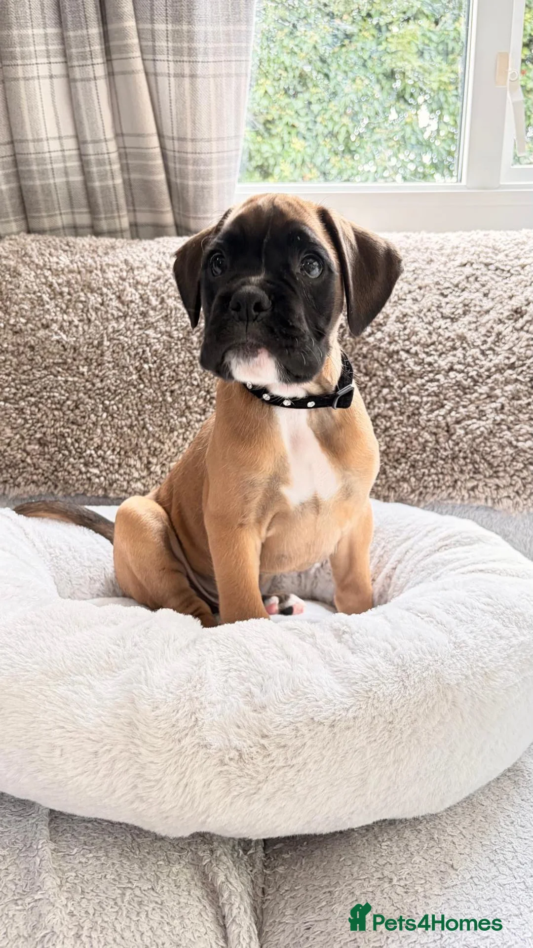 Boxer dogs for sale: Boxer lovers only  in Worcester - Advert 2