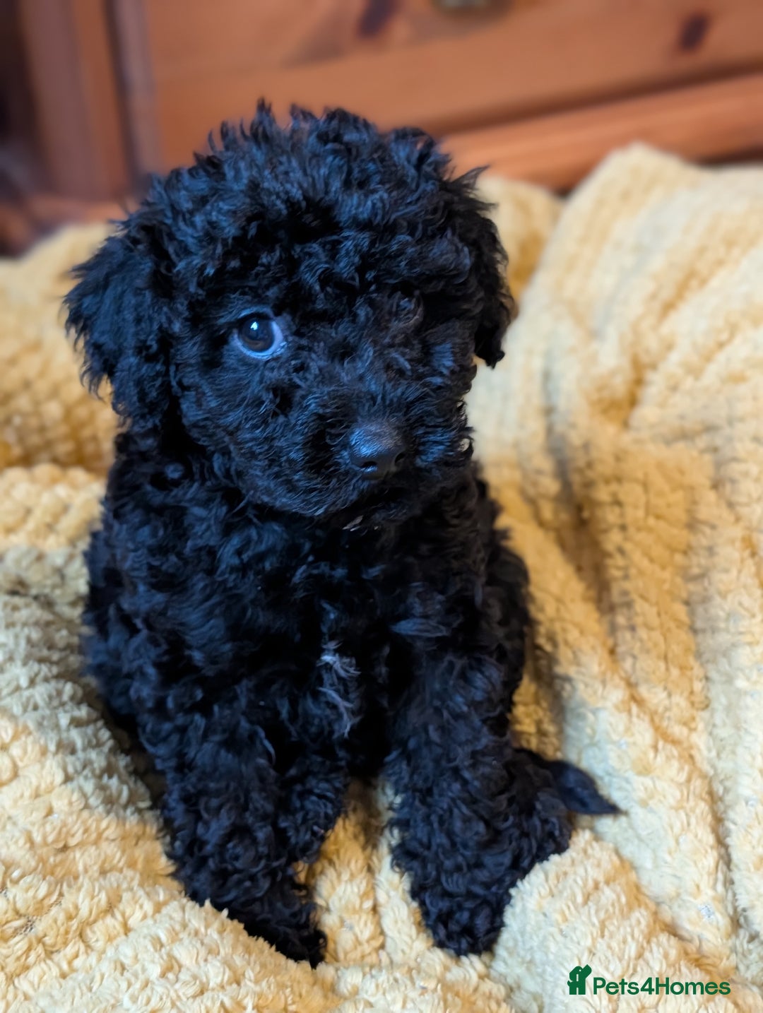 Chipoo dogs for sale: Beautiful tiny fluffy chipoos - Advert 10