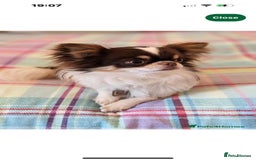 Chihuahua dogs for sale: Beautiful little chihuahua girl - Advert 8