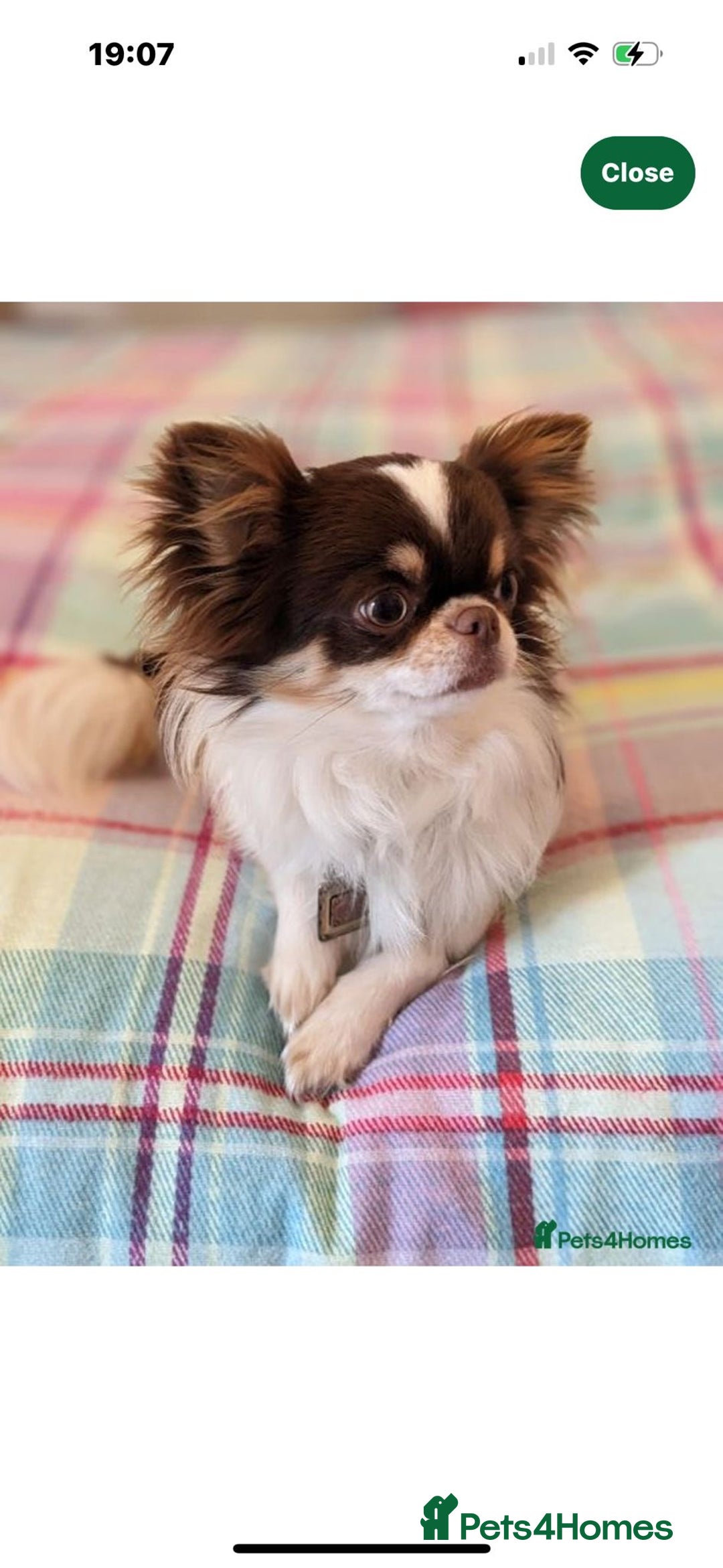 Chihuahua dogs for sale: Beautiful little chihuahua girl - Advert 8