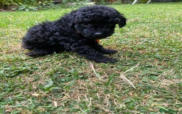 Miniature Poodle dogs for sale: 💌 To Loving Homes Only: - Image 13