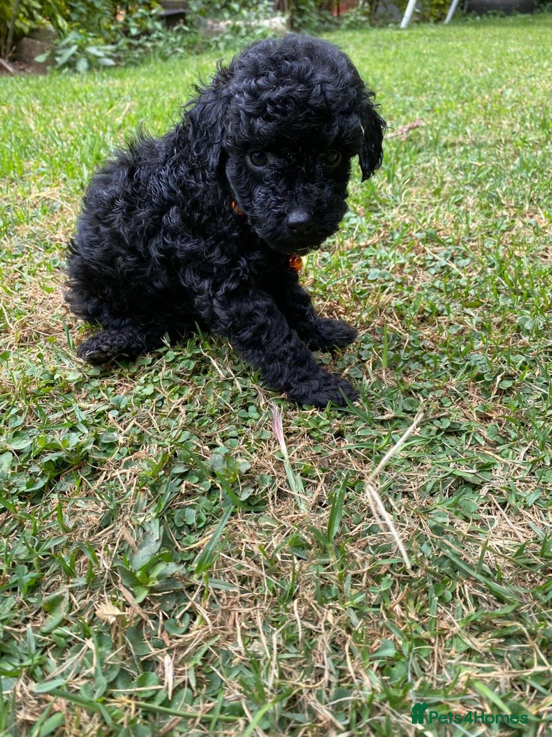 Miniature Poodle dogs for sale: 💌 To Loving Homes Only: - Image 13