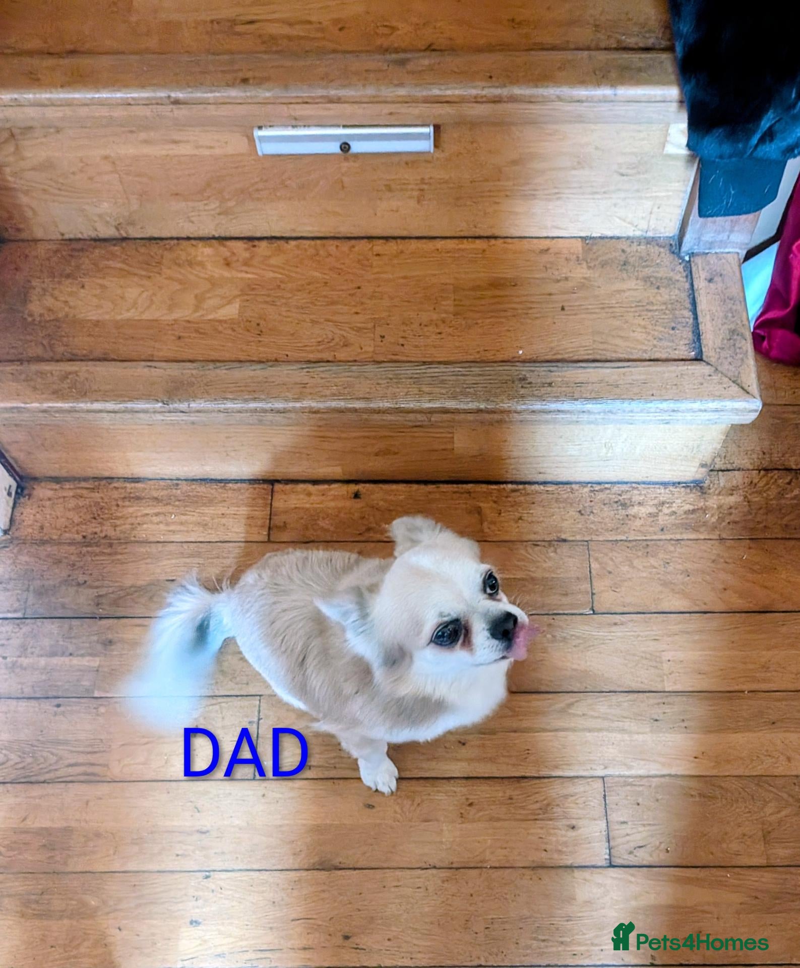 Chihuahua dogs Lovely tiny chihuahua puppies for sale  - Advert 2