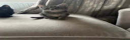Mixed Breed cats for sale: 5 beautiful kittens  - Advert 2