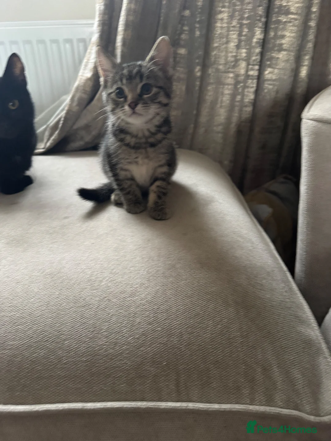Mixed Breed cats for sale: 5 beautiful kittens  - Advert 2