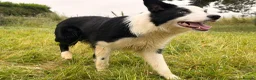 Border Collie dogs for sale: Thistledo Tam in Banff - Advert 3