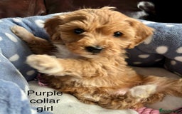 Cavachon dogs for sale: Super friendly, Litter trained Cavapoochon’s - Image 33