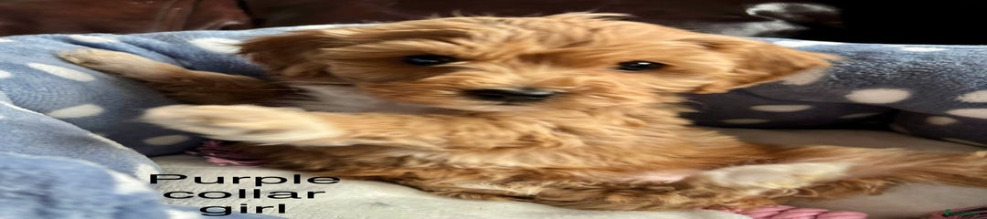 Cavachon Puppy 5 Purple collar