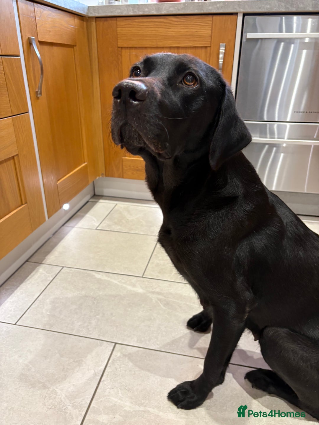 Labrador Retriever dogs for sale: Stunning Labrador KC Registered Puppies - Image 4