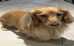 Miniature Dachshund dogs for sale: Family owned miniature longhaired dachshunds - Image 11