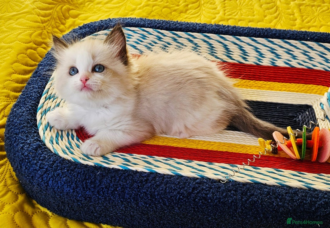 Ragdoll cats for sale: Cute Ragdoll kittens  - Advert 4