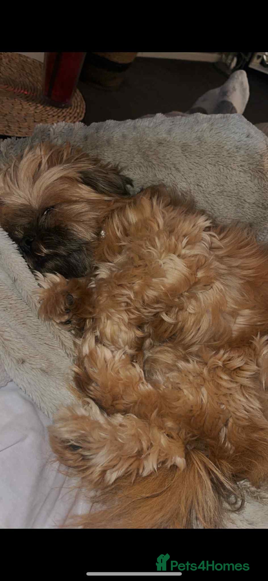 Shih Tzu dogs for sale: Shih tzu older boy - Advert 3