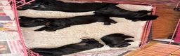 Cocker Spaniel dogs for sale: Working Cocker Girls x3 in Hindhead - Advert 5
