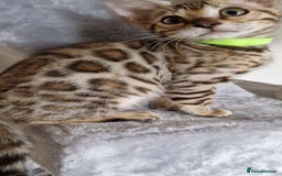 Bengal cats for sale: Last one😍Pure Bengal kittens❤️Ready to go😍 - Image 39
