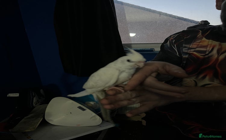 Cockatiels birds - Advert 12