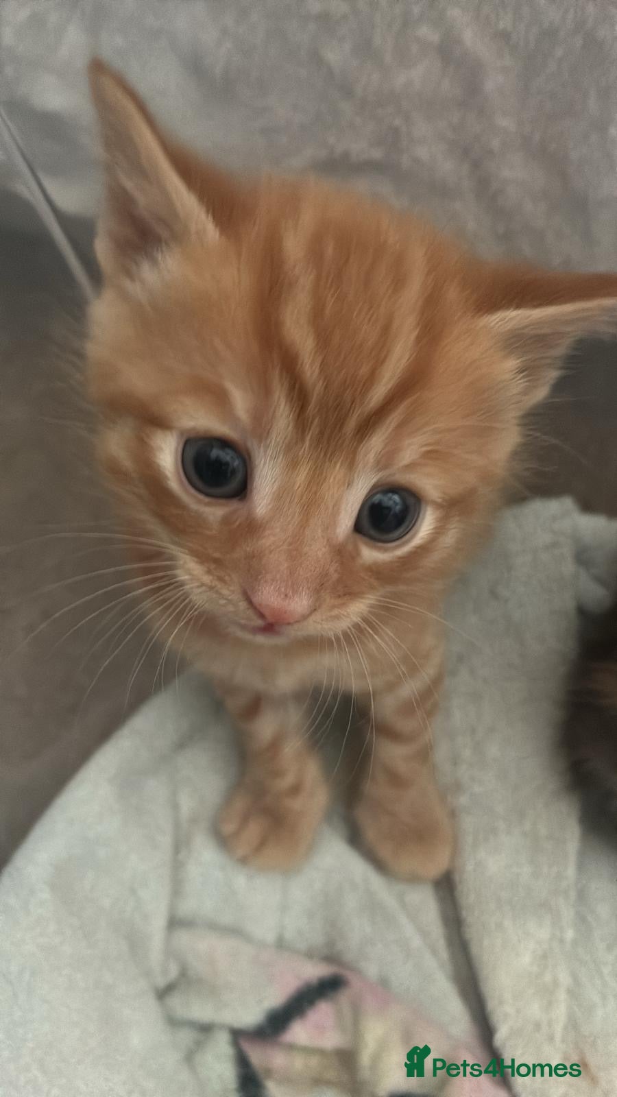 Mixed Breed cats Ready to leave now! Beautiful kittens for sale!  - Advert 20