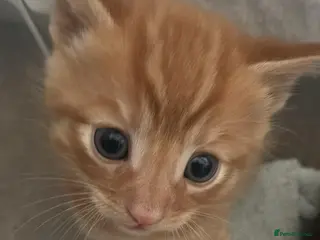 Mixed Breed cats Ready to leave now! Beautiful kittens for sale! - Advert 20