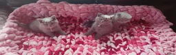 British Shorthair cats for sale: BRITISH SHORTHAIR KITTENS *3 available* - Advert 6