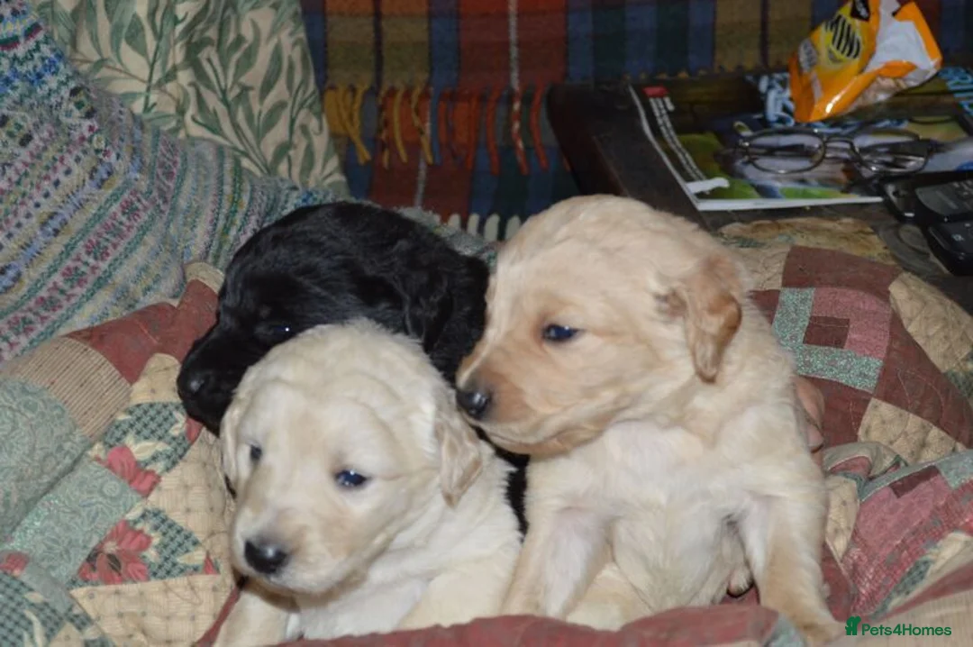 Labradoodle dogs for sale: Standard Labradoodle Puppies F3 - Advert 1