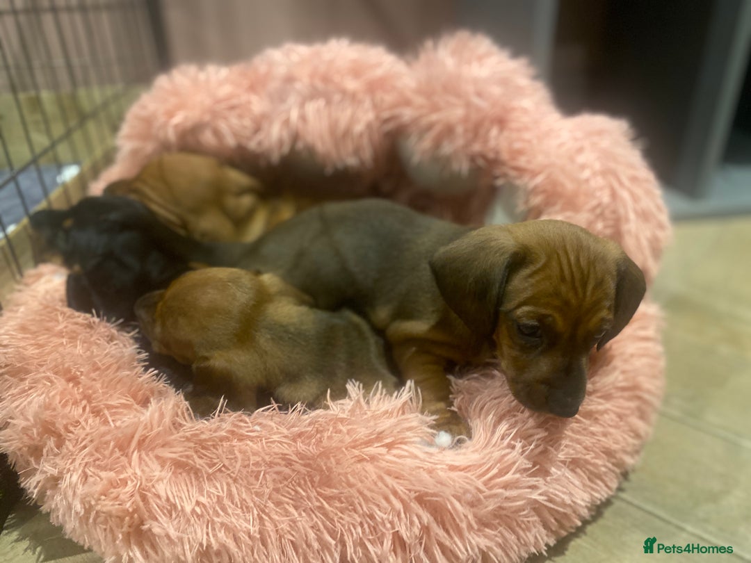 Miniature Dachshund dogs for sale: Miniature dachshund  - Advert 3