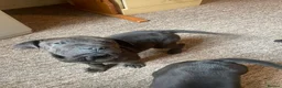 Mixed Breed dogs for sale: 3 Gorgous shar pei x Labrador pups RTL - Advert 4