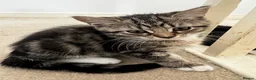 Mixed Breed cats for sale: 4x kittens for sale - Advert 11