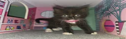 Ragdoll cats for sale: Ragdoll Persian X kittens  - Advert 14