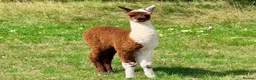 Alpaca livestock for sale: Special breeding  group of 10 stunning Alpaca in Llandovery - Advert 10