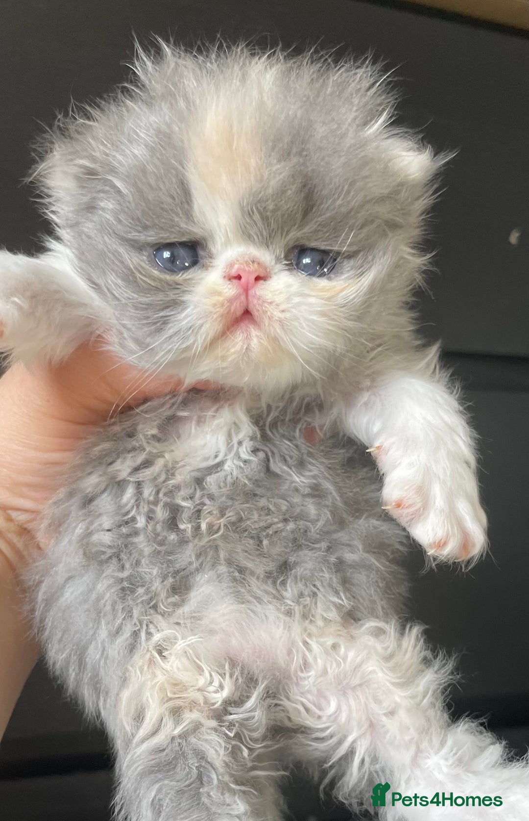 Persian cats for sale: 💗CHAMPION LINES PERSIAN GIRL GCCF 💗 - Advert 2