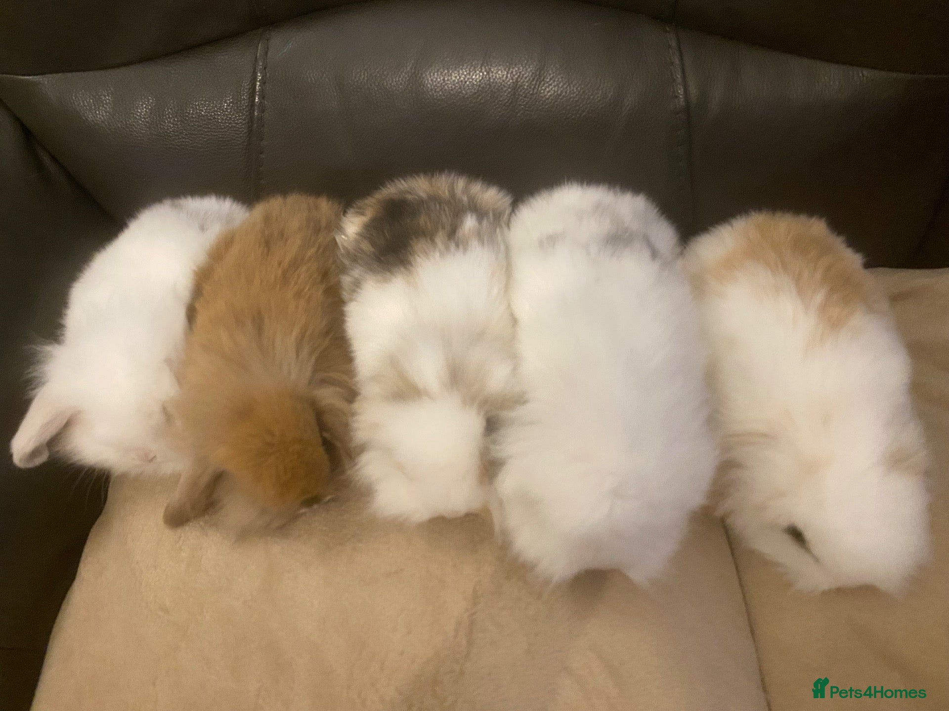 Mini Lop rabbits for sale: Mini lop litter. *Fantastic temperaments* - Advert 1