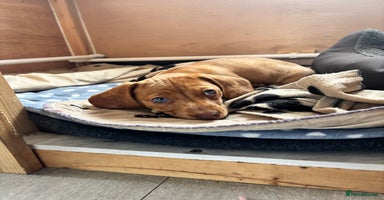 Dachshund dogs - Advert 5