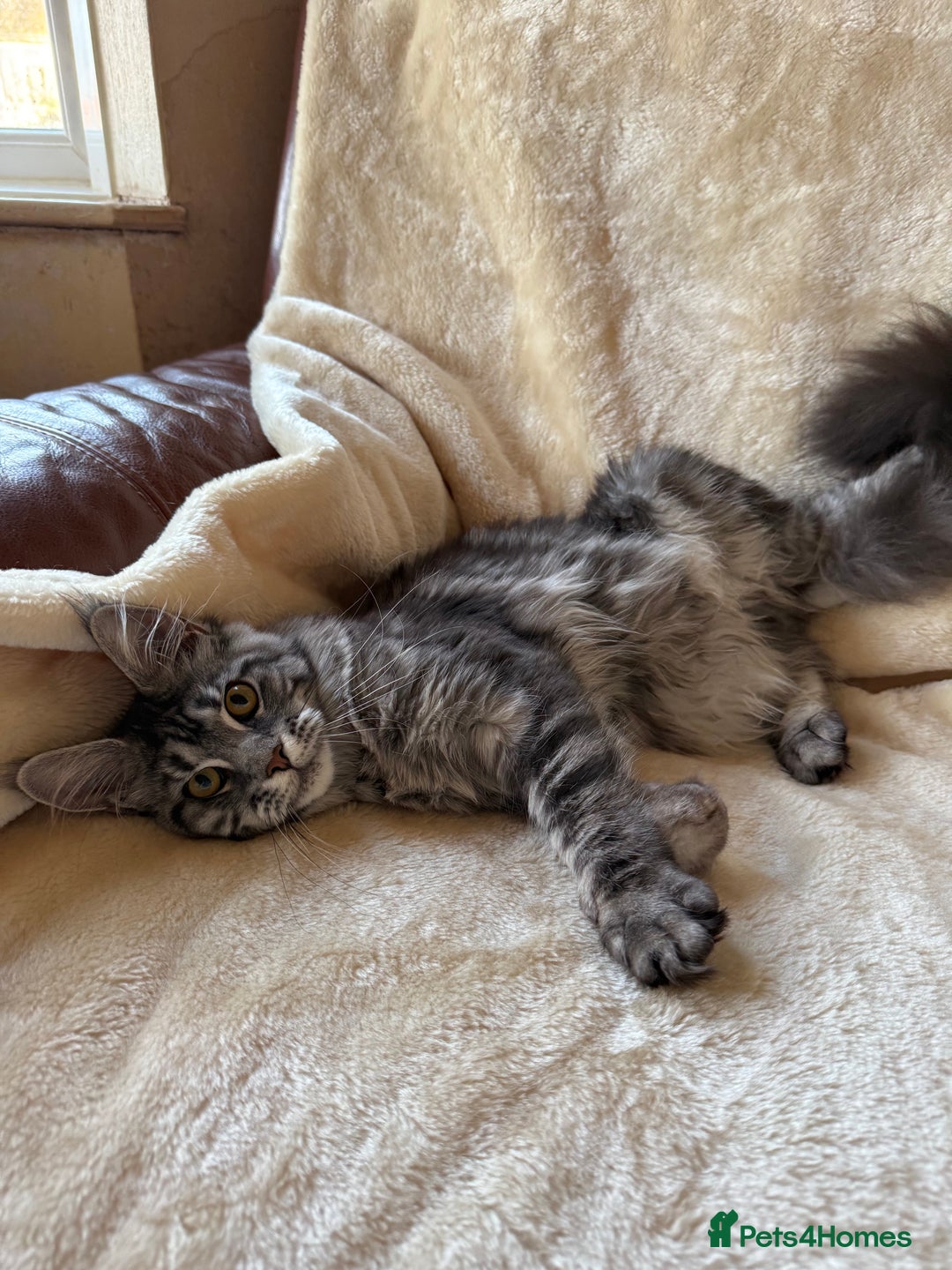 Maine Coon cats for sale: Pedigree GCCF Russian Import line Maine Coons - Advert 13