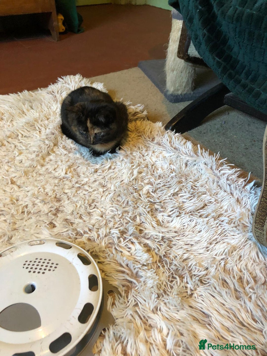 Mixed Breed cats for sale: 3 beautiful kittens looking for loving homes - Advert 15