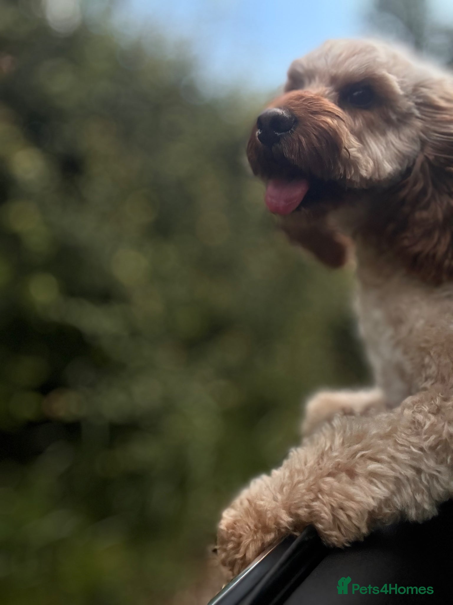 Cavapoo dogs for stud: Teddy – Available for Stud in Romford - Advert 5
